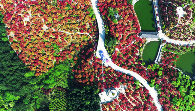 新华网重庆频道